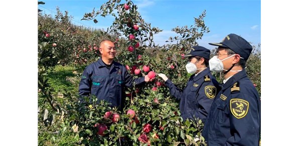 海關助力煙臺紅富士搶“鮮”出口