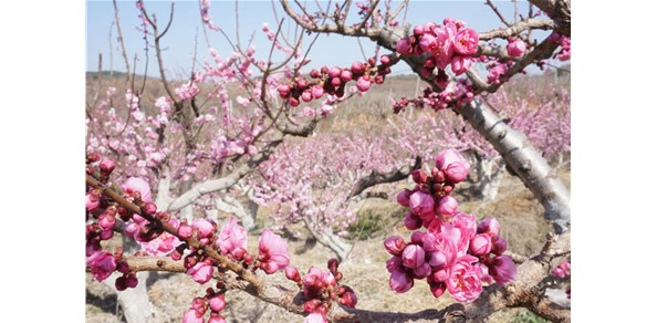 美到窒息！棲霞千畝梅花谷，暗香浮動醉游人